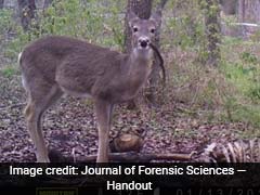 Deer Photographed Nibbling On Human Bones, A First.