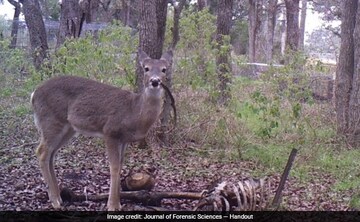 Deer Photographed Nibbling On Human Bones, A First.