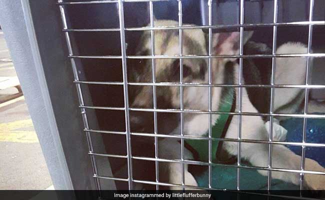 Puppy 'Held Hostage' By Delta Airlines, Released After 33 Hours