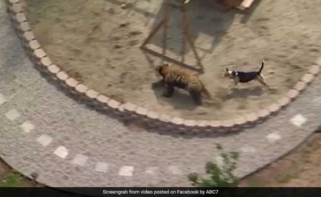 Bear vs Dog: You'd Be Surprised To See Who Won