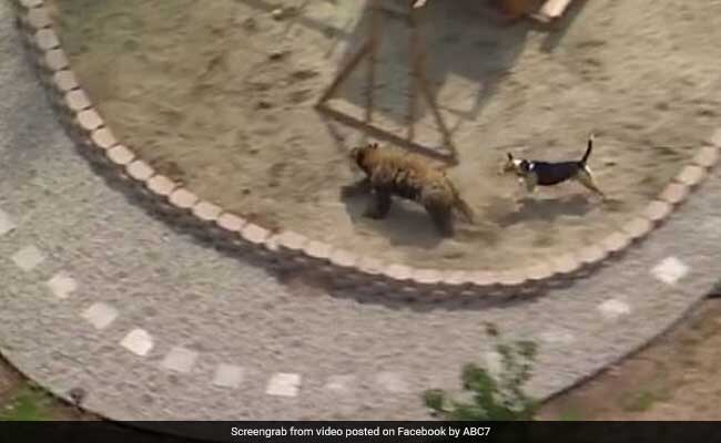 Bear vs Dog: You'd Be Surprised To See Who Won Bear vs Dog: You'd Be Surprised To See Who Won