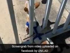 Pet Owner Devises Genius Technique To Stop Dog From Escaping