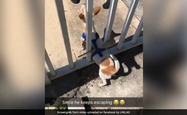 Pet Owner Devises Genius Technique To Stop Dog From Escaping