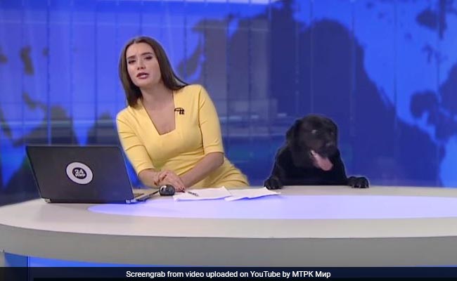 Dog Interrupts News Show For 15 Seconds Of Fame. Video Seen By 3 Million