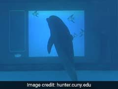 Scientists Develop Giant Underwater Touchscreen To Test Dolphin Intelligence
