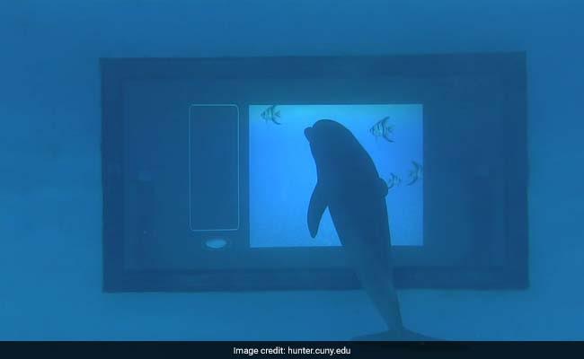 Scientists Develop Giant Underwater Touchscreen To Test Dolphin Intelligence