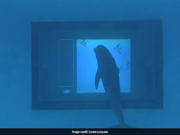Scientists Develop Giant Underwater Touchscreen To Test Dolphin Intelligence Scientists Develop Giant Underwater Touchscreen To Test Dolphin Intelligence