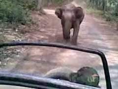 'Run, Run': Wild Elephant Chases Tourists In Jim Corbett