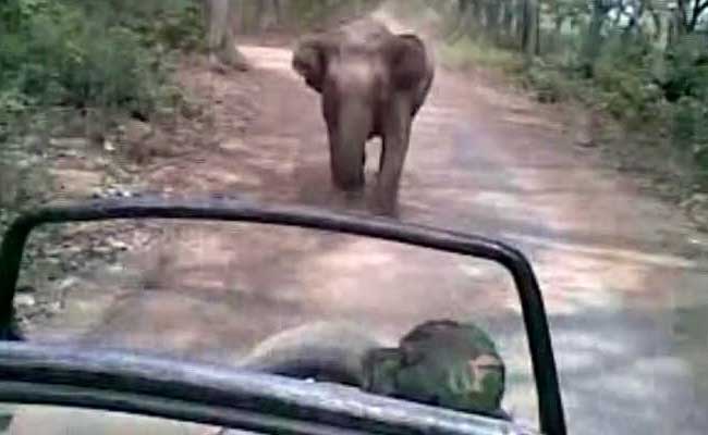 'भागो-भागो' : जब जिम कॉर्बेट नेशनल पार्क में सैलानियों के पीछे पड़ गया हाथी...