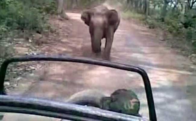 'Run, Run': Wild Elephant Chases Tourists In Jim Corbett