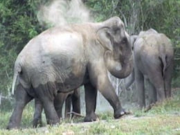 Karnataka Counts Its Elephants, Hopes To Remain State With Highest Pachyderm Population Karnataka Counts Its Elephants, Hopes To Remain State With Highest Pachyderm Population