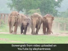 Elephant Herd Runs To Greet Its Newest Member - An Orphaned Baby Elephant