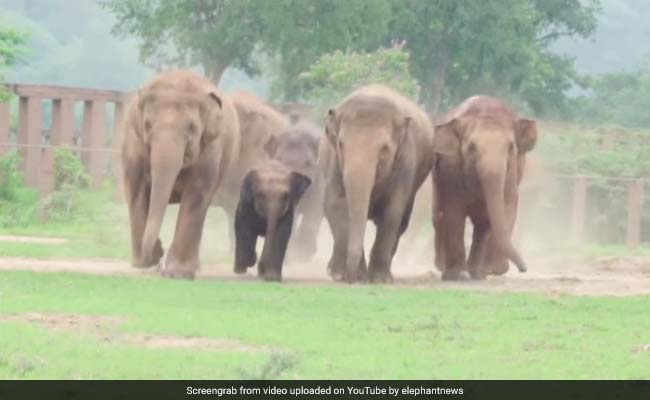 Elephant Herd Runs To Greet Its Newest Member - An Orphaned Baby Elephant