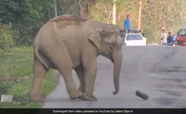VIDEO: इस हाथी के शौक हैं नवाबी, पान दुकान देखते ही ठहर जाते हैं इसके कदम