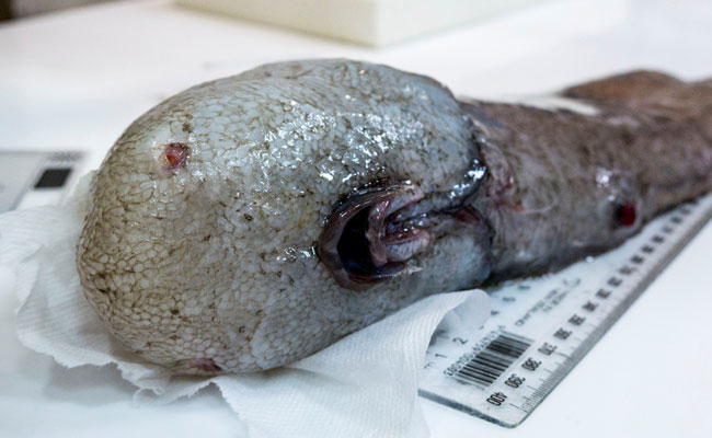 Faceless Fish Among New And Weird Deep Sea Finds