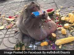 Obese Monkey Who Snacked On Tourists' Food Sent To 'Fat Camp' In Thailand