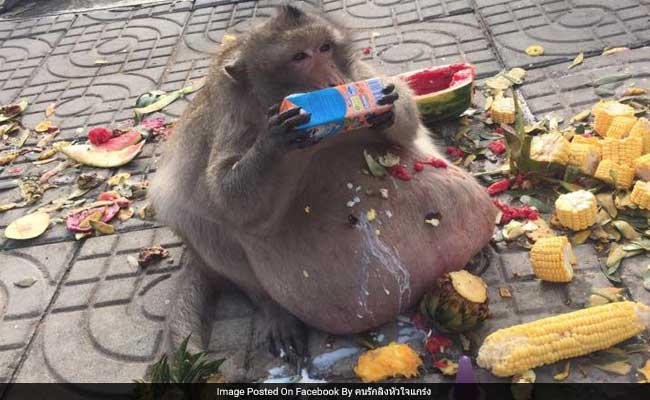 Obese Monkey Who Snacked On Tourists' Food Sent To 'Fat Camp' In Thailand