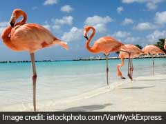 Mystery Solved: How Flamingos Can Sleep While Standing On One Leg