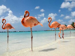 Mystery Solved: How Flamingos Can Sleep While Standing On One Leg Mystery Solved: How Flamingos Can Sleep While Standing On One Leg
