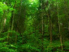 फॉरेस्ट सर्वे ऑफ इंडिया रिपोर्ट: जंगलों में हुई कुछ बढ़ोतरी, शहरों की हरियाली भी बढ़ी