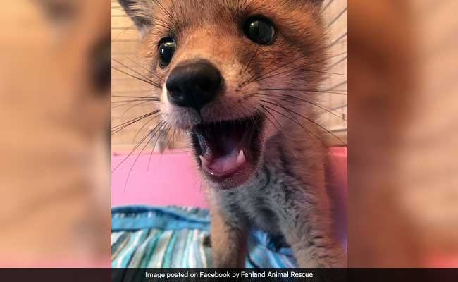 The Internet Loves This Little Fox Cub Found Hiding Under A Sofa 