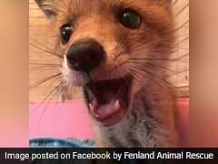 The Internet Loves This Little Fox Cub Found Hiding Under A Sofa