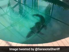 Video : घर के अंदर बने स्वीमिंग पूल में तैर रहे घड़ियाल का 'डेथ रोल' देख कांप गए सब लोग