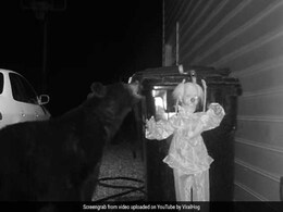 Video: रात में खाना ढूंढने निकला था काला भालू, 'भूत' देखकर हुआ रफू चक्कर! Video: रात में खाना ढूंढने निकला था काला भालू, 'भूत' देखकर हुआ रफू चक्कर!