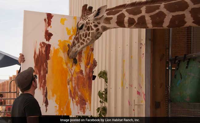 This Giraffe Prodigy Paints At A Lion Sanctuary. Would You Buy His Art?