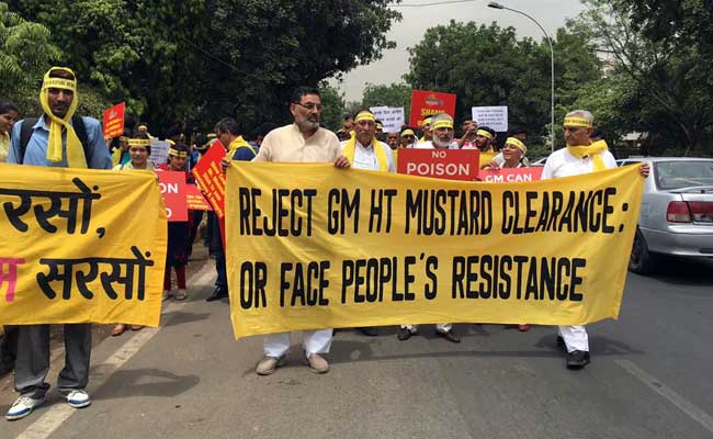 Activists Urge PM Narendra Modi To Reject Plea For Commercial Release Of GM Mustard