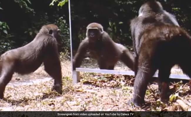 जंगल में हमशक्ल को देख चिल्लाने लगा चीता-गोरिल्ला, वीडियो देख हो जाएंगे लोटपोट!