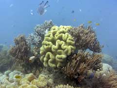 Australia's Great Barrier Reef Bleaching Worse Than First Thought