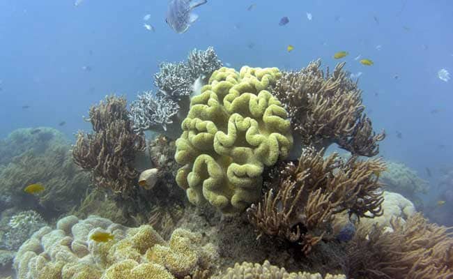 Great Barrier Reef A $42 Billion Asset 'Too Big To Fail': Study
