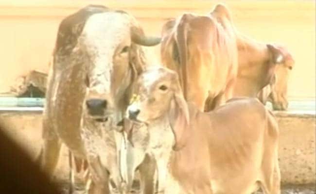 Make Cow National Animal, Life Term For Slaughter, Court Recommends