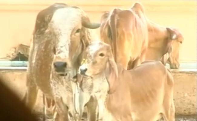 In Gujarat, Cows Get Digital Ear Implant As 'Aadhaar' IDs For Cattle Begins