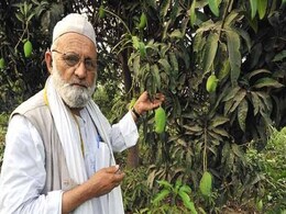 All About the 'Mango Man' Haji Kalimullah Khan Who Introduced NaMo Aam! All About the 'Mango Man' Haji Kalimullah Khan Who Introduced NaMo Aam!