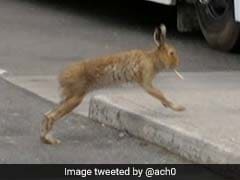 Viral Pic Shows A Hare 'Smoking'. But Here's What's Actually Happening