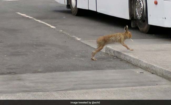 Viral Pic Shows A Hare 'Smoking'. But Here's What's Actually Happening