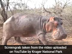 Moment Grumpy Hippo Charges At Tourists During Safari