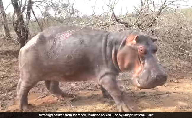 Moment Grumpy Hippo Charges At Tourists During Safari