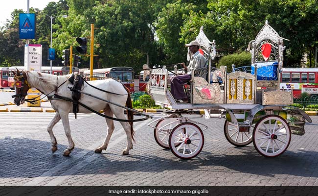 यह घोड़ा न खाएगा न पिएगा, दिन रात बिना थके तांगा-बग्गी दौड़ाएगा!