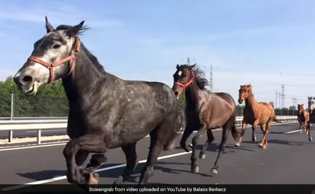 The Great Escape: Horses Gallop Down Highway, Leaving Everyone Stunned