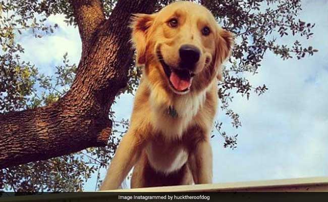 Internet Loves This Dog Who Chills On A Roof Like It's No Big Deal