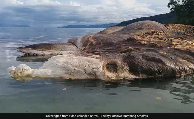 Mysterious Creature Washes Ashore In Indonesia, Turns Water Red