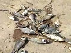 Hyderabad Lakes Throw Up Dead Fish, Thousands And Thousands Of Them