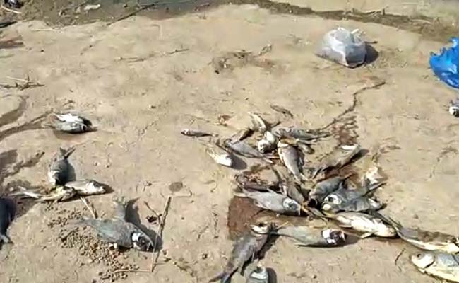 Hyderabad Lakes Throw Up Dead Fish, Thousands And Thousands Of Them