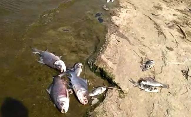 hyderabad lakes fish deaths
