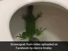 911, What's Your Emergency? Hurry, There's An Iguana In My Toilet