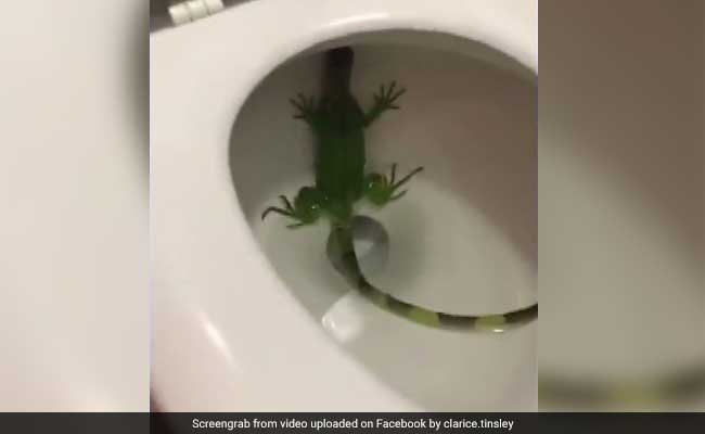 911, What's Your Emergency? Hurry, There's An Iguana In My Toilet
