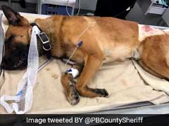 मोहाली : आपसी झगड़े में 31 कुत्तों पर फेंका तेजाब, एक की मौत ;12 गंभीर रूप से घायल